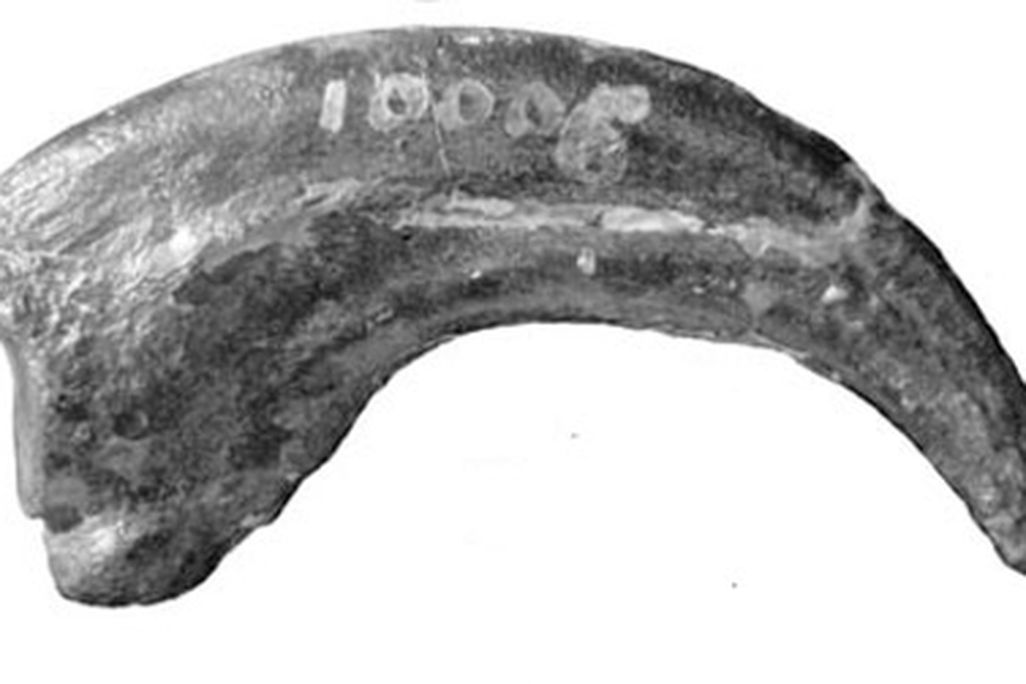 The formidable hand claw of Dryptosaurus