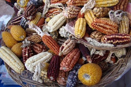 Varieties of maize found near Cuscu and Machu Pichu at Salineras de Maras on the Inca Sacred Valley in Peru, June 2007.