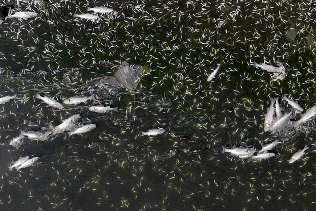 Lots of dead fish and a dead ray