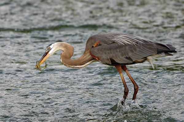 Great Blue Heron with a Fish for Dinner thumbnail