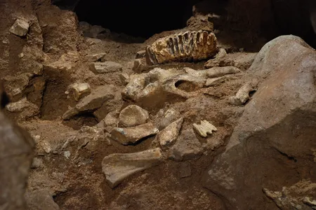 The replica bones and teeth in place