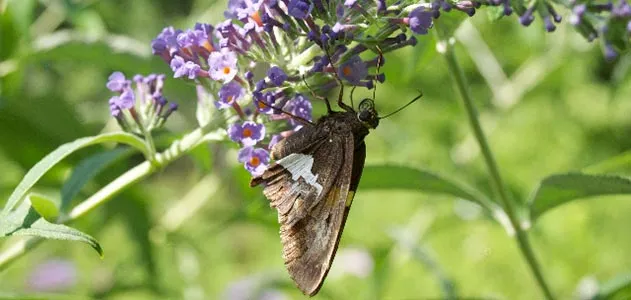 Silver spotted skipper butterfly