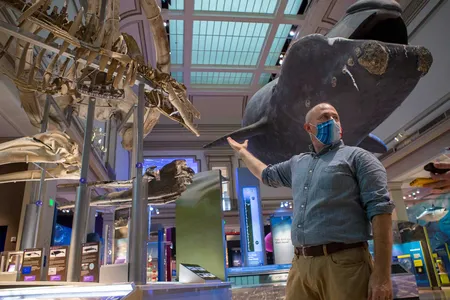 Nick Pyenson, the Smithsonian Institution&rsquo;s curator of fossil marine mammals, compares the skeletons of ancient whales to the life-sized model of a North Atlantic right whale displayed at the National Museum of Natural History in Washington, DC. Whales have been evolving for more than 50 million years, and long before becoming ocean-dwelling giants, the earliest cetaceans walked on land.&nbsp;