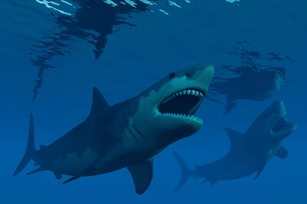 Megalodon