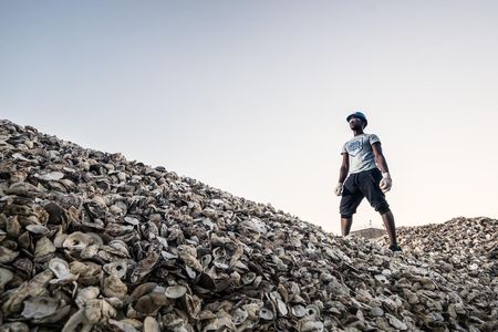New York restaurants donated these oyster shells to the project. They'll be used to grow new oysters as part of an ambitious restoration program.