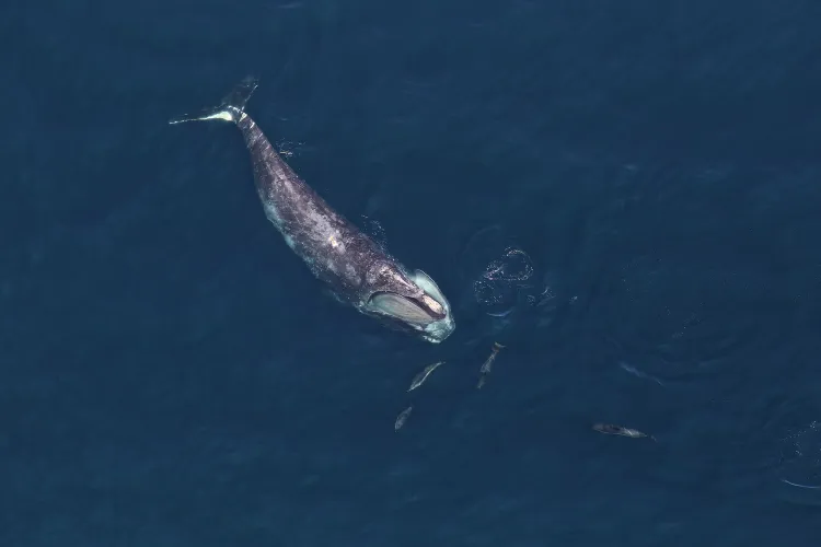 overhead view of a large whale and five much smaller dolphins in the ocean