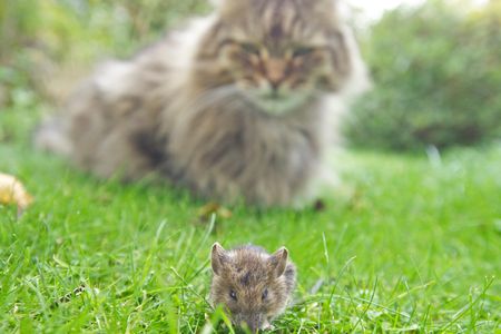 The earliest evidence of mice making themselves at home alongside human settlements comes from 14,500-year-old bones found among the Natufians.