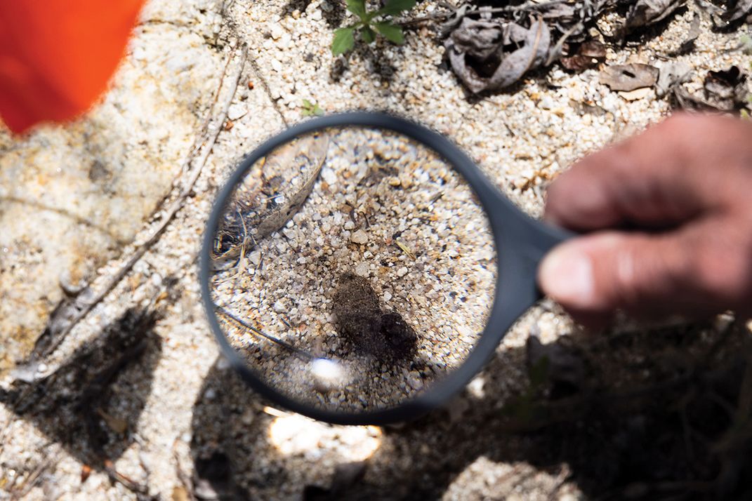 a student examines scat during an evaluation.