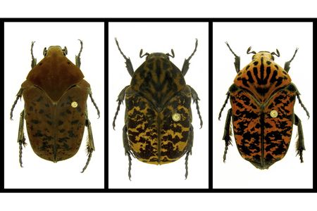 From L to R: Gymnetis drogoni, Gymnetis rhaegali and Gymnetis viserioni