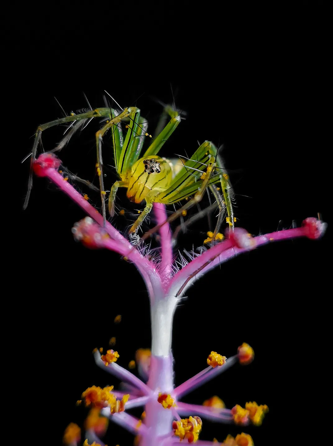 4 - Une araignée lynx rayée participe au processus de pollinisation d'une fleur d'hibiscus.