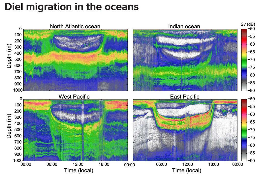 Diel Migration Oceans Graphic