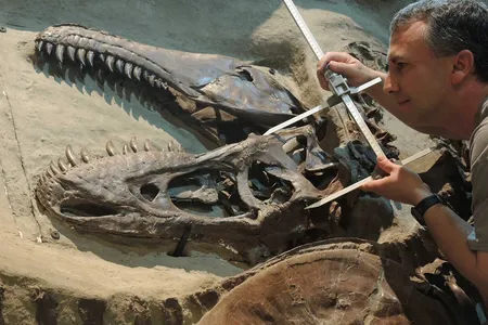 Paleontologist François Therrien measures the jaws of a Gorgosaurus.