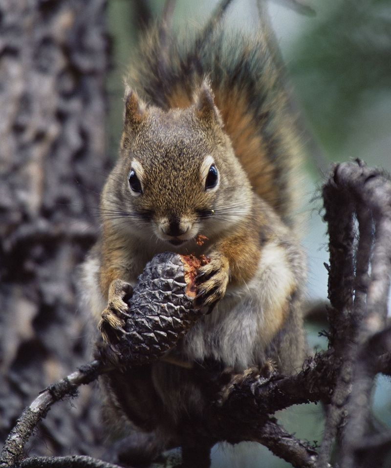 'a squirrel eating a pine cone'