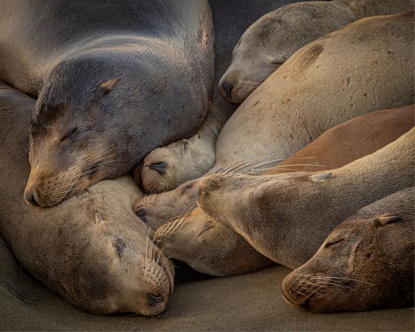 Sleeping seals of approval thumbnail