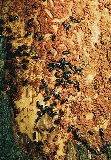 Goldenhaired pine bark beetle