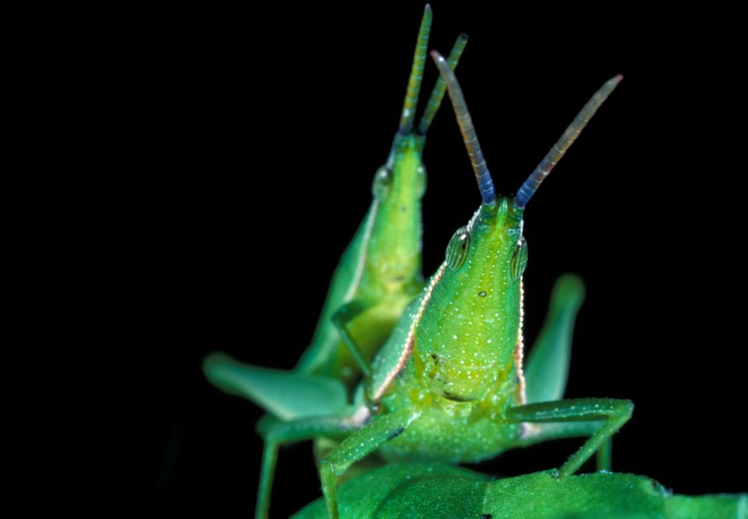 Why Snail Sex Is Like a Box of Chocolates