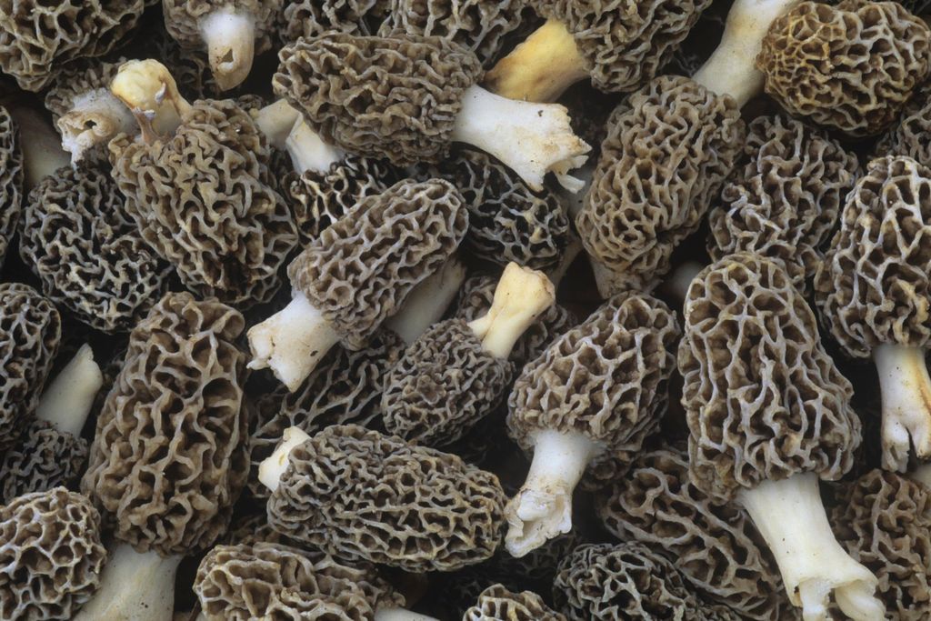 Morel Mushrooms