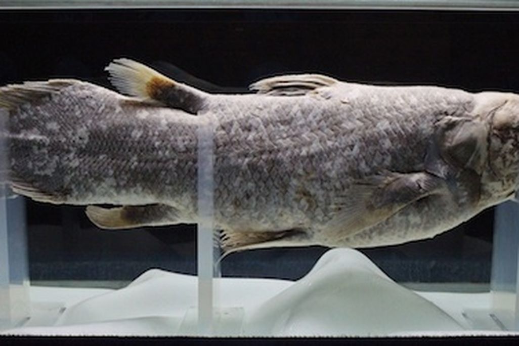The rare coealacanth’s genome