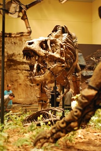 20110520083322carnegie-tyrannosaurus.jpg