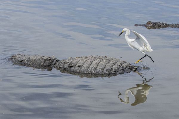 Snowy egret missing right foot landing on egret-eating alligator thumbnail