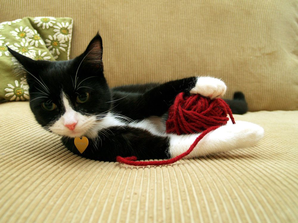 Cat With Yarn