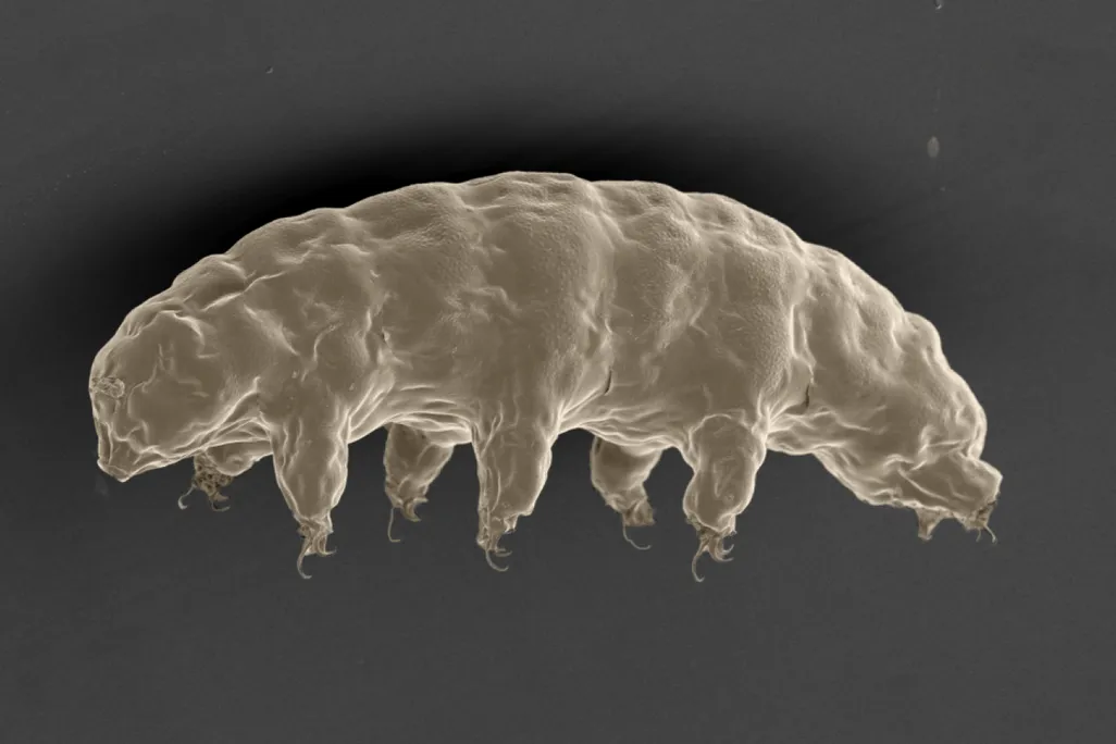 Tardigrade