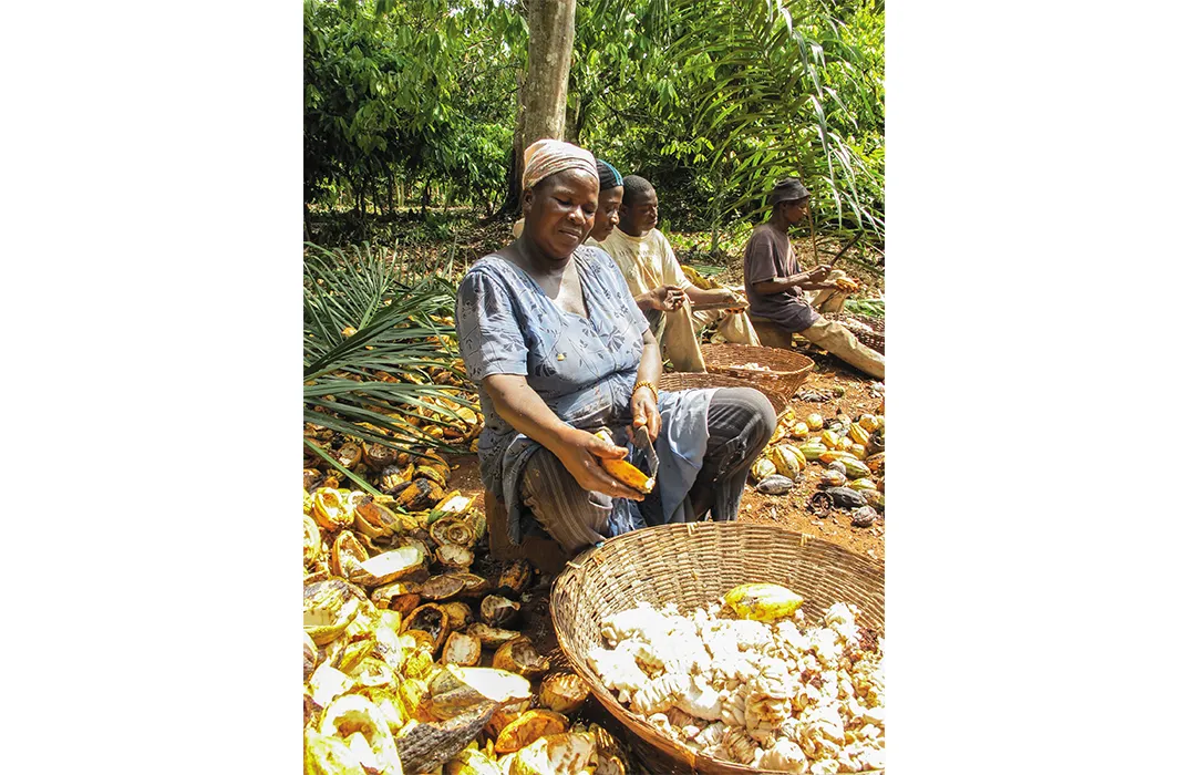 Harvesting Cacao