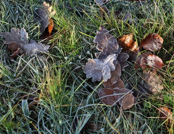 Frozen leaves thumbnail