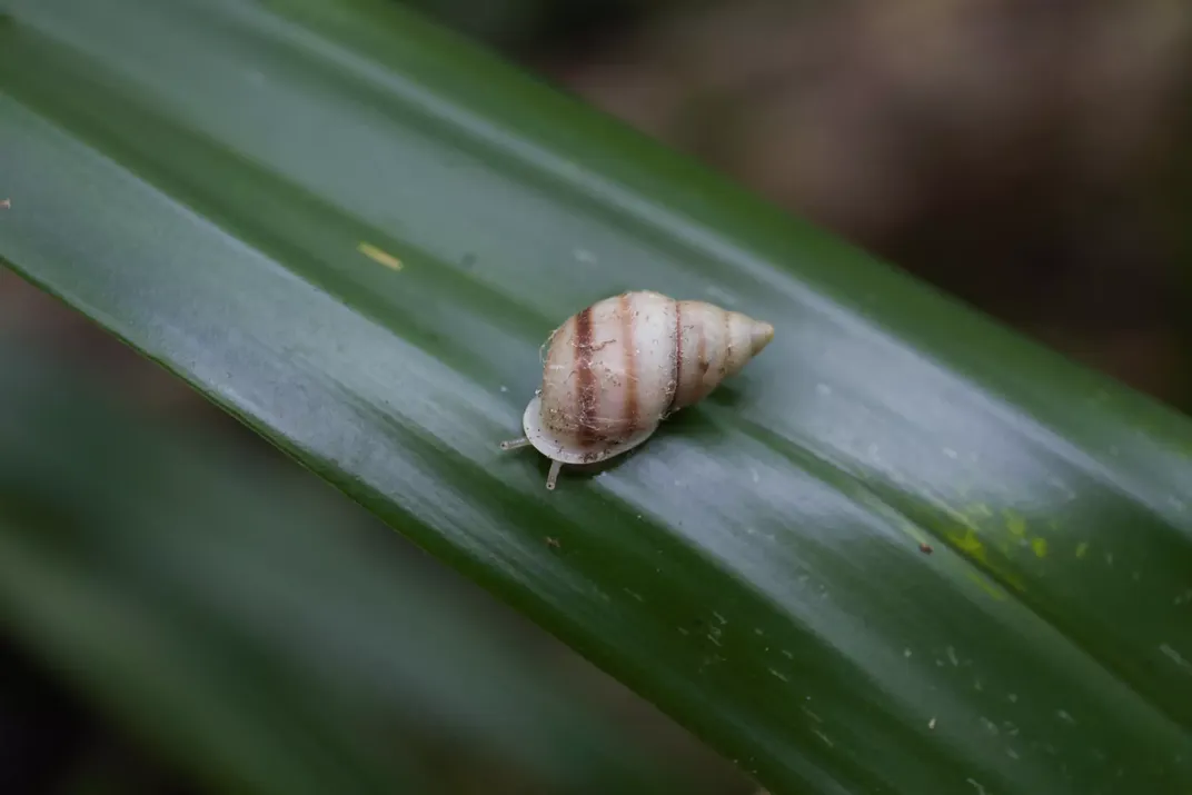Snail on a leaf
