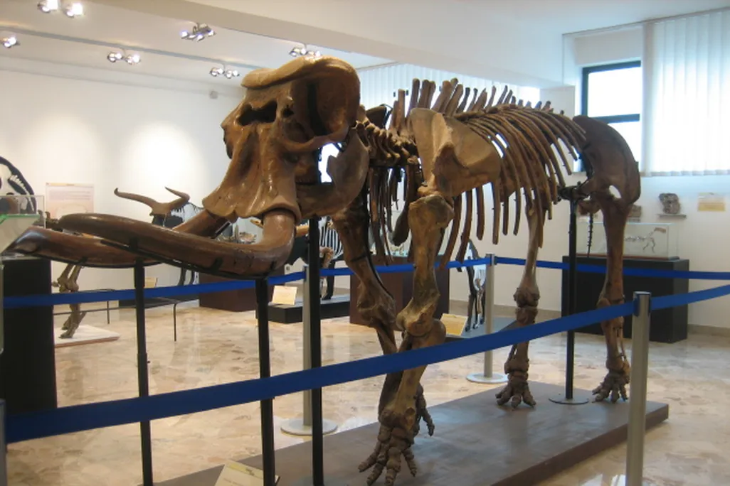 An image of a minature elephant skeleton in the Gemmellaro Geological Museum