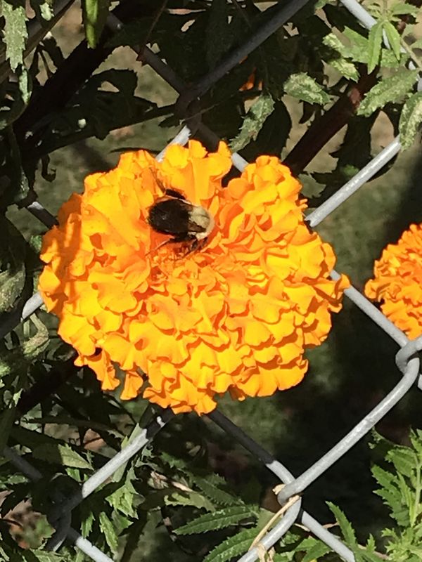 Yellow Flower with Insect thumbnail