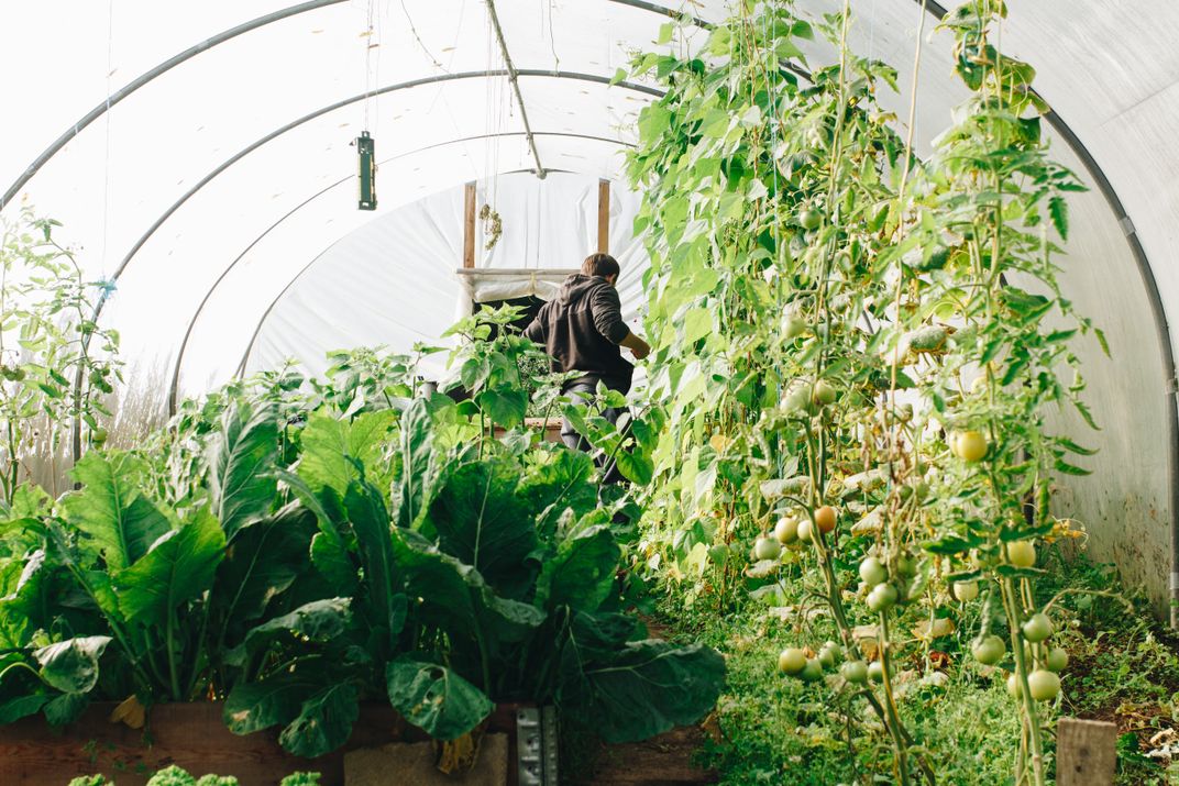 Worker in greenhouse