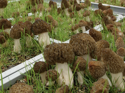 Morels are wild fungi that stand three to six inches tall and have a cone-shaped wrinkled lattice cap. The shades of the cap can range from cream to chocolate brown and are treasured in the culinary world for their earthy and nutty taste.