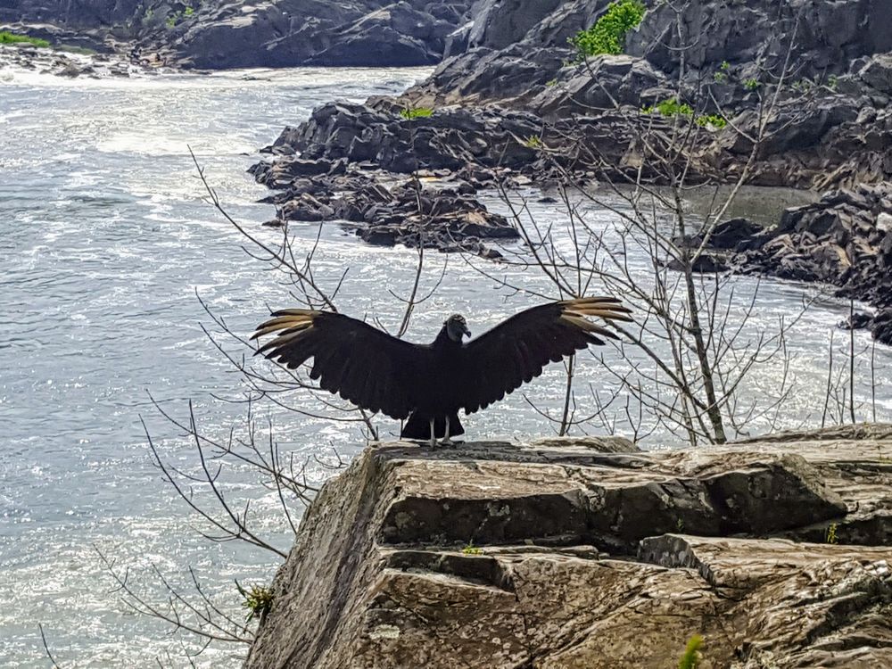 Turkey Vulture sunning themselves Smithsonian Photo Contest