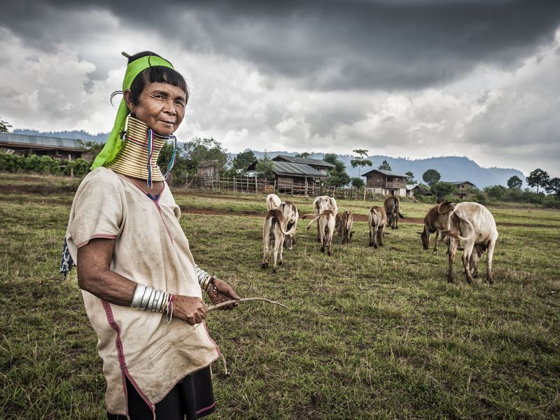 Padaung Woman Herding Cattle Loikaw Area Myanmar Asia Smithsonian