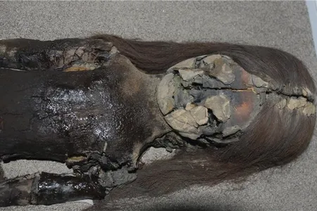 Chinchorro mummy at San Miguel de Azapa Museum in Arica, Chile