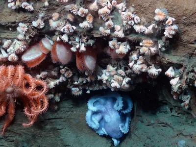 An octopus, sea star, bivalves and dozens of cup coral all share the same overhang in an area adjacent to the Hudson Canyon off the coast of New York and New Jersey.