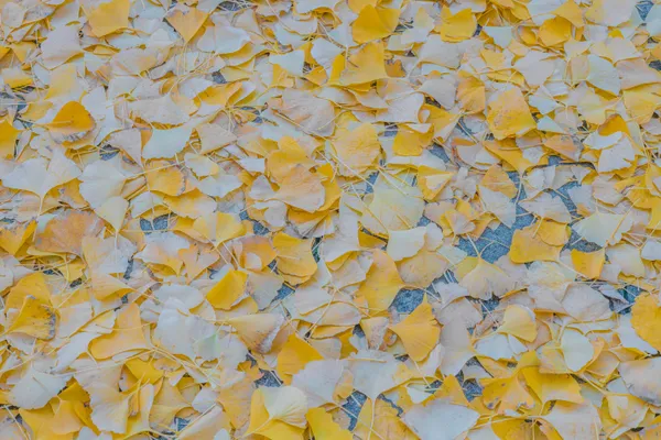 Ginkgo leaves spread all over the place thumbnail