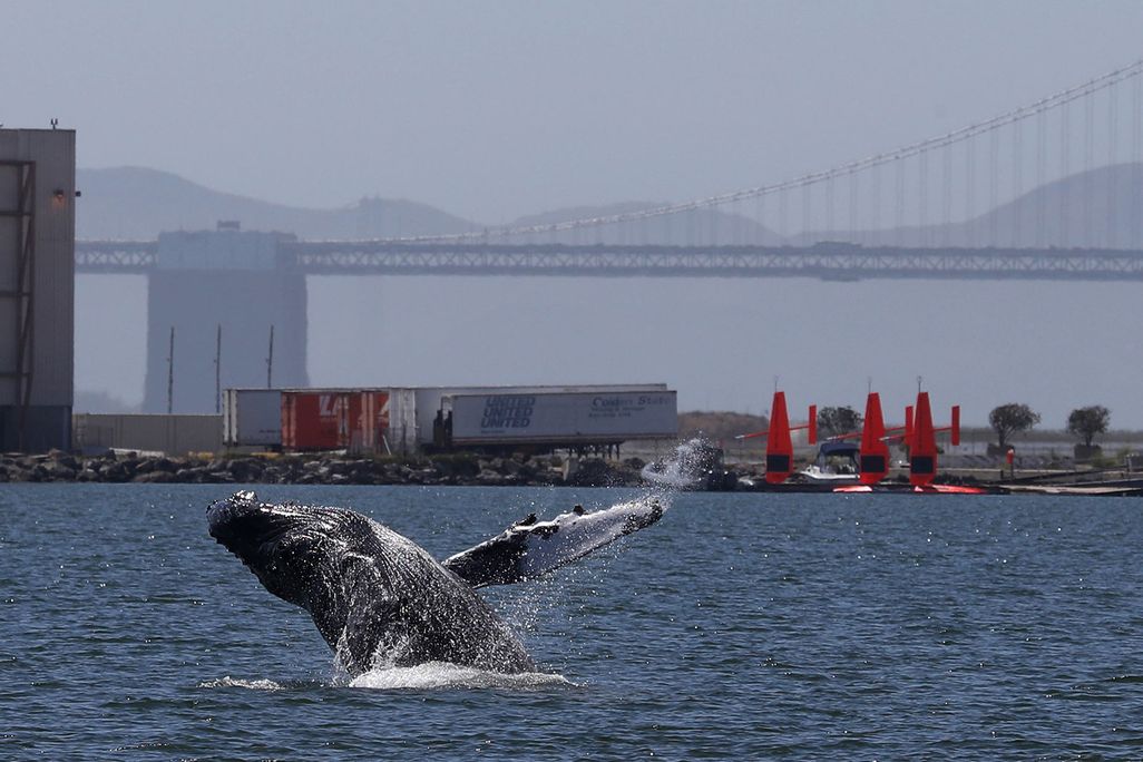 Humpback Whale Breaching