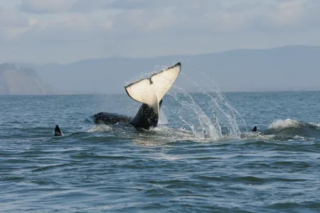 Southern Resident orcas frolic in Puget Sound.