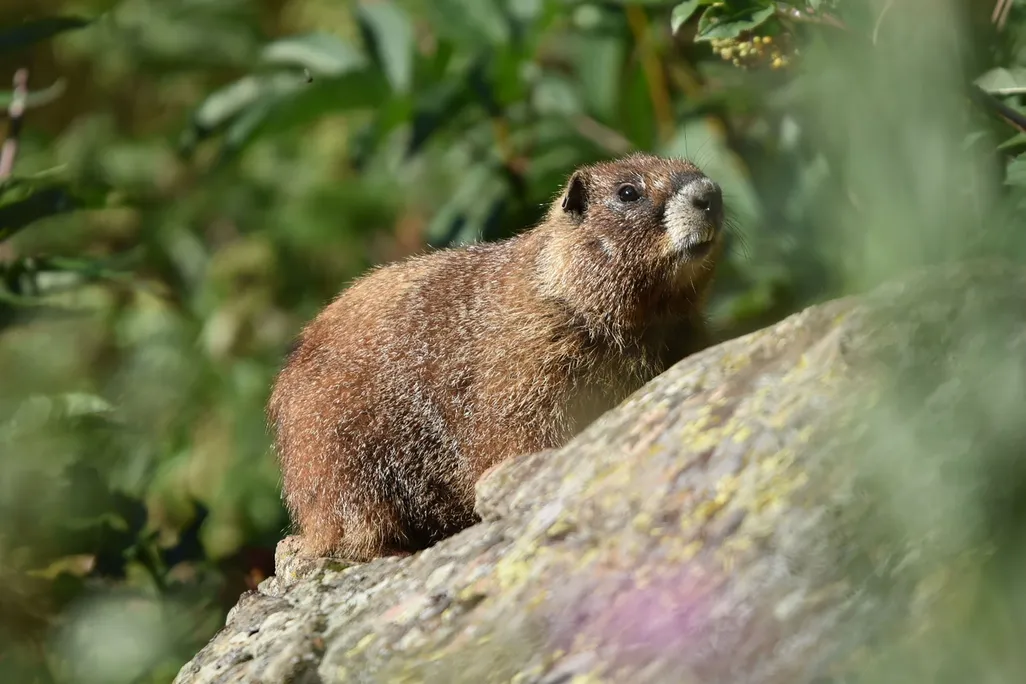 A large brown rodent on a rock