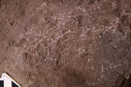 Archaeologists discovered these fossilized fragments of grass deep inside South Africa's Border Cave.