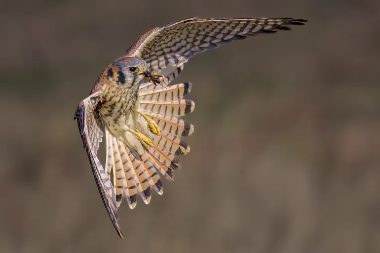 Against a blurry brown background an American Kestrel appears to hang in mid-air, its streaked underside facing the viewer, striped wings outstretched, and heavily barred tail fanned out. In its beak is a large red insect it just caught.