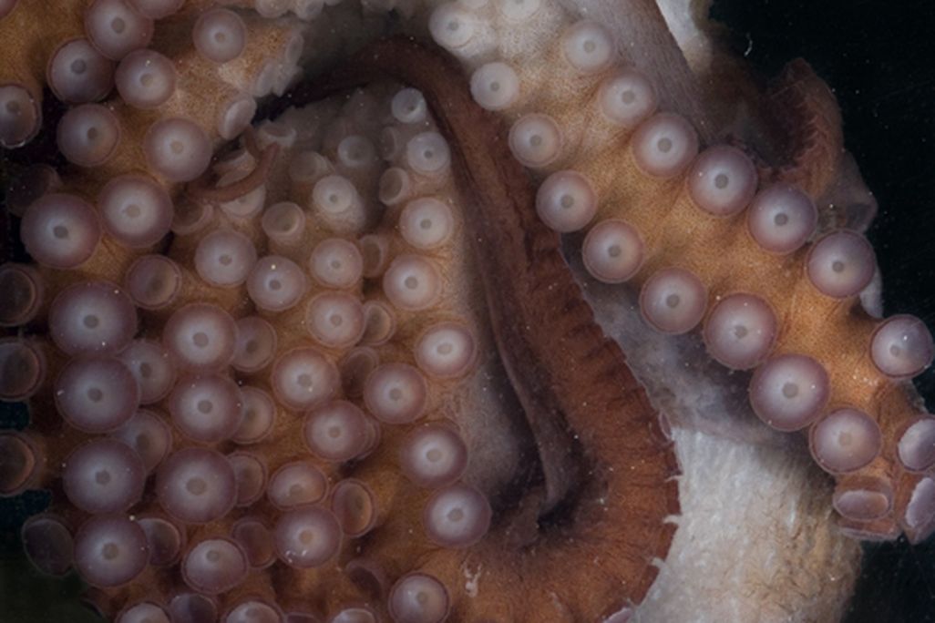 octopus2.jpg