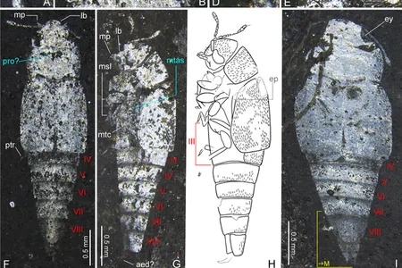 Images and measurements of the fossil beetle that revealed it was a different kind of beetle than originally thought.