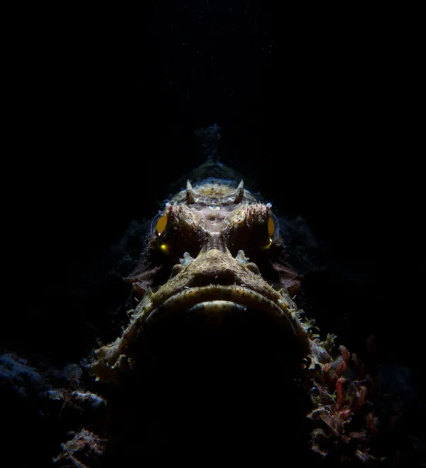 Fright Night thumbnail