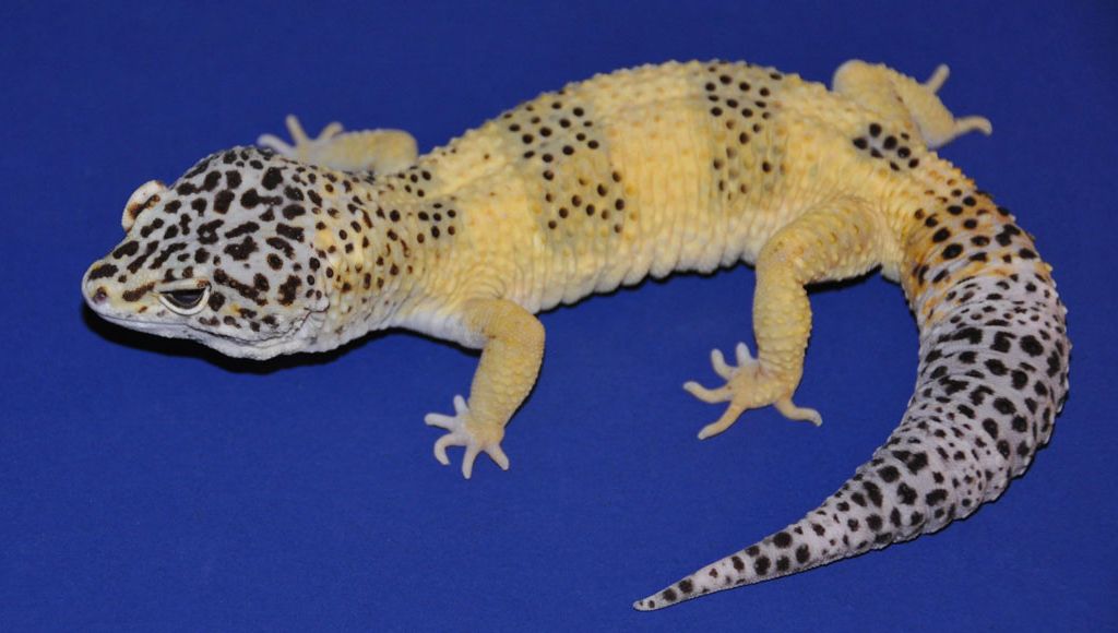 A close up of Mr. Frosty, a lemon frost variant of leopard gecko. The gecko has black spots on its head, tail and two segments on its body, The rest of the geckos skin color is yellow.