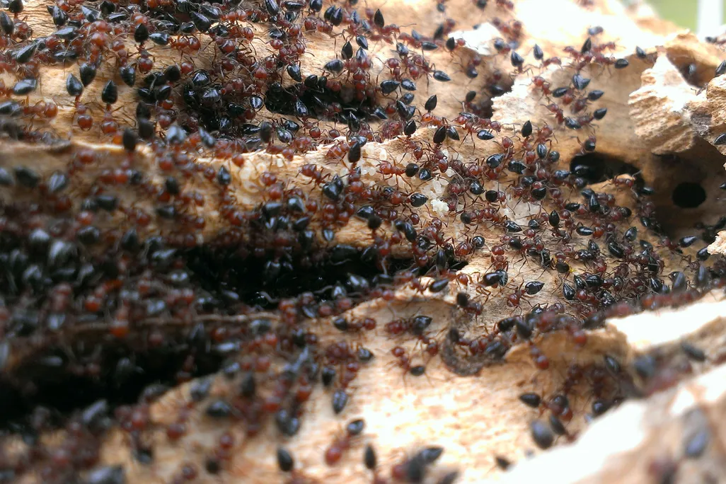 Many ants on the ground