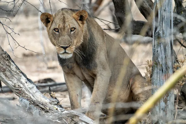 Face to face thumbnail