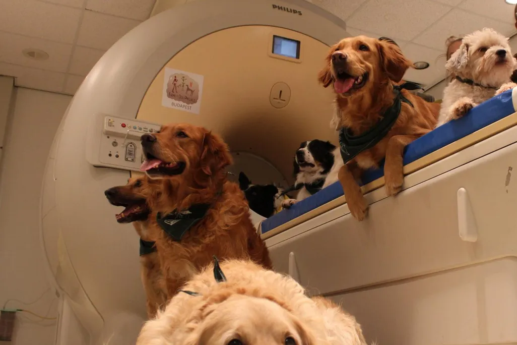 Dogs sitting near an MRI machine
